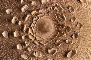 Macrolepiota excoriata mushroom hat texture, top view