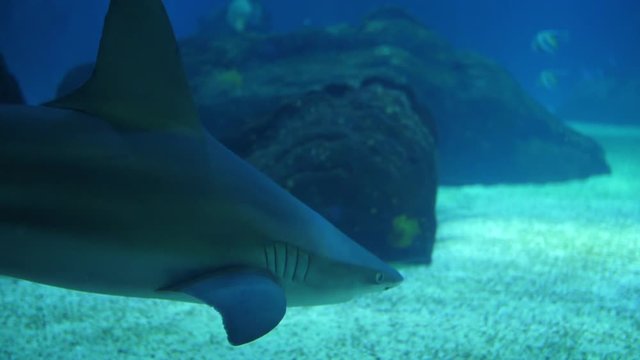 sandbar shark biology aquarium slow motion