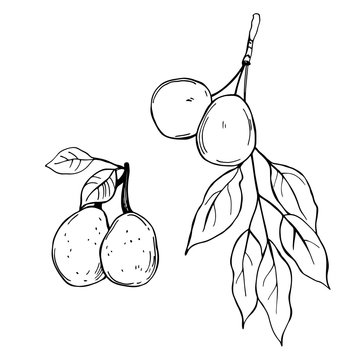 Hand drawn African fruits. Marula(Sclerocarya birrea)  Vector sketch illustration.