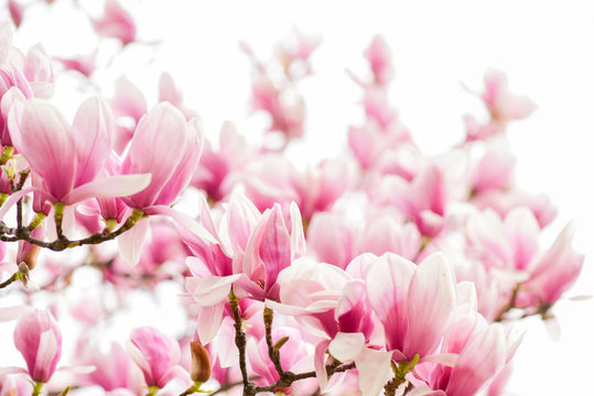 Magnolia flowers. Magnolia flowers background close up. Tender bloom. Floral backdrop. Botanical garden concept. Aroma and fragrance. Spring season. Botany and gardening. Branch of magnolia