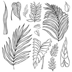 Hand drawn tropical plants on  white background. Vector sketch illustration