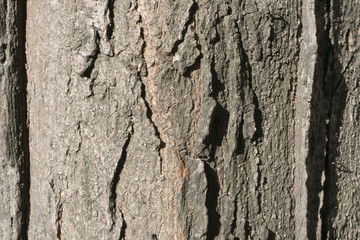 bark of tree texture 