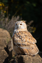 Eagle owl