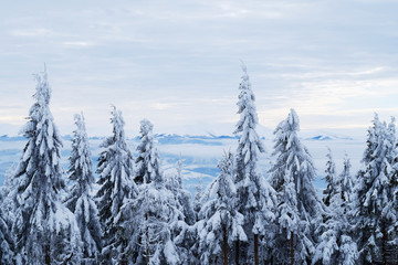 Beautiful Christmas nature background with snowy fir trees and blue mountains in winter. Amazing winter landscape with snow and clouds. Snow covered pine tree forest. Carpathian mountains