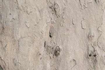 bark of tree texture 
