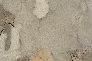 bark of tree texture 