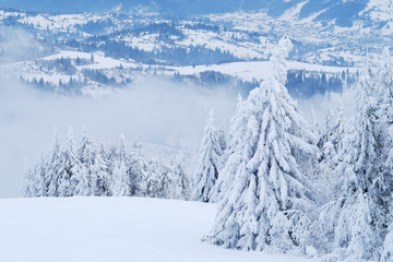 Beautiful Christmas nature background with snowy fir trees and blue mountains in winter. Amazing winter landscape with snow and clouds. Snow covered pine tree forest. Carpathian mountains, Ukraine.