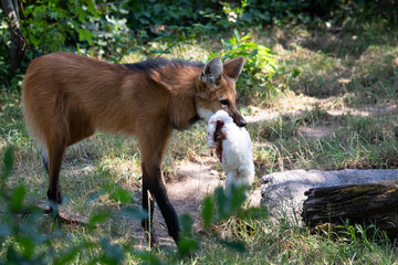 Maned wolf © Cloudtail