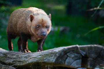 Bush dog