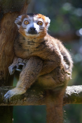 Crowned lemur © Cloudtail