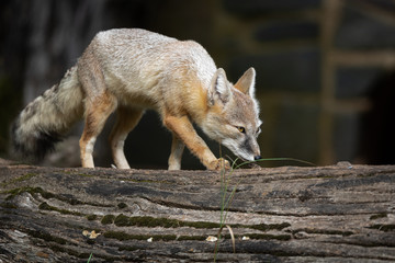 Corsac fox