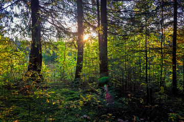 Landscape early autumn fir forest in the Ural mountains.