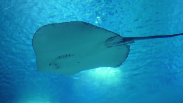 pink whipray stingray biology slow motion