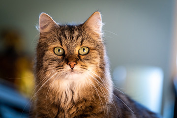 Fototapeta premium Nahaufnahme einer Hauskatze mit grünen Augen