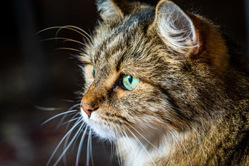 Nahaufnahme einer Hauskatze mit grünen Augen