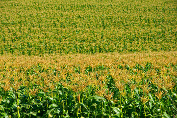 Green and yellow corn field, sunny autumn day. Seville, Spain