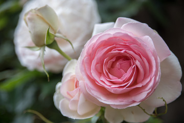 Close up of a rose