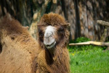 Camel portrait