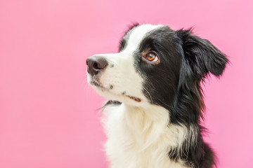 Naklejka na ściany i meble Funny studio portrait of cute smilling puppy dog border collie isolated on pink background. New lovely member of family little dog gazing and waiting for reward. Pet care and animals concept