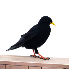 Different views of isolated alpine chough standing on wood