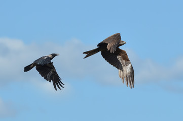 A crow flies after a bird of prey.