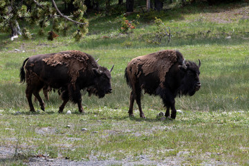 Two bison (buffalo) in Yellowstone National Park