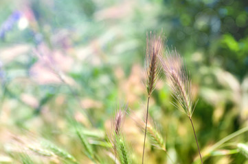 two wild spikelets leaned towards each other, spring background