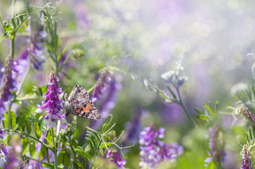 butterfly in the meadow, wild pea flowers, spring background