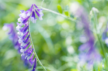 wild horos flower in the meadow, spring background