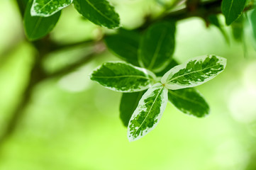 green leaves with white stripes, young leaves in spring, spring background