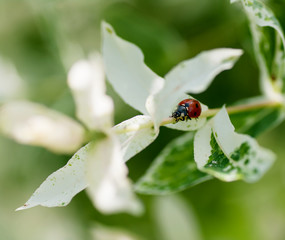 ladybug on green leaves with white stripes, young leaves in spring, spring background