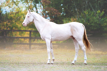 Conformation of Isabella stallion with blue eyes. The horse stands in full growth.