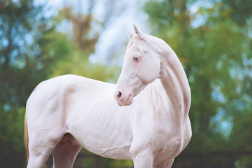 Portrait of a beautiful horse of Akhal-Teke breed on a background of green foliage. Isabel Stallion with Blue Eyes