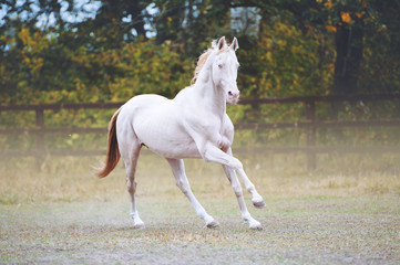 Obraz premium Isabella stallion with blue eyes. A horse gallops in a levada leaving a trail of dust