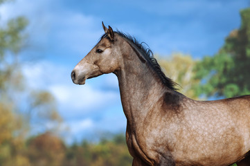 Portrait of a beautiful horse of Akhal-Teke breed against a bright blue sky