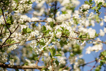 White flowers in spring
