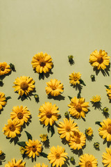Floral composition with yellow daisy flower buds. Flatlay, top view.