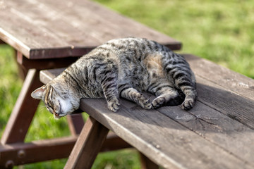 cat resting on the table in rehovot
