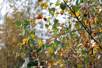 Fototapeta na wymiar autumn leaves 