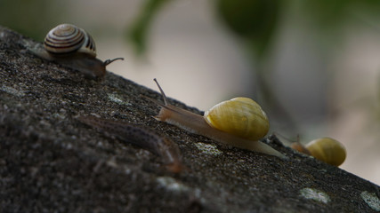 Schnecken