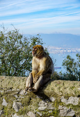 Barbary Macaque sitting on a wall in Gibraltar