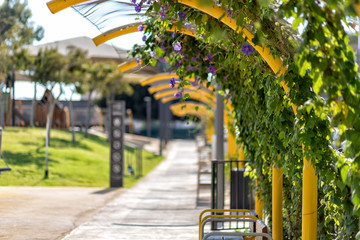 Park area in the city, with benches and yellow awnings with green plants and purple flowers