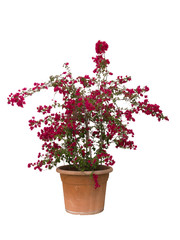 Blooming red bougainvillea plant in brown pot isolated, on white background
