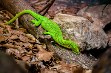 Lizard Emerald Tree Monitor or green tree monitor. Varanus Prasinus.
