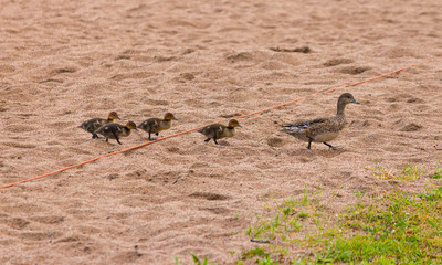 canadian geese on the grass