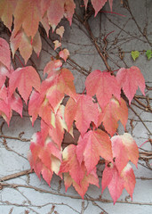 colori d'autunno; delicate sfumature