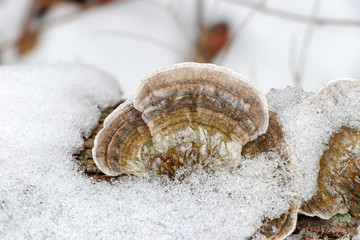 Obraz na płótnie Canvas Close-up of hairy bracket mushroom (Trametes hirsuta) peeking through snow