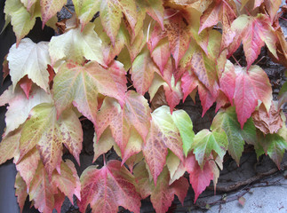 colori d'autunno; delicate sfumature