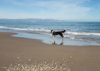 Border Collie Puppy Running on the sand of the beach