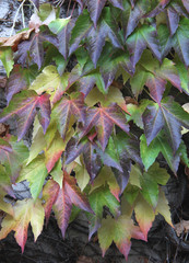 colori d'autunno; tappeto di foglie di un rampicante